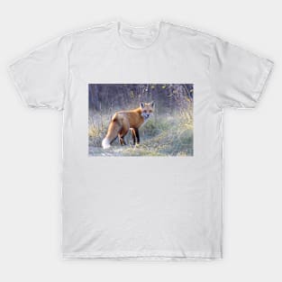 Red Fox in Autumn T-Shirt